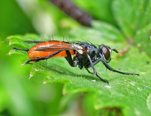 Cylindromyia bicolor